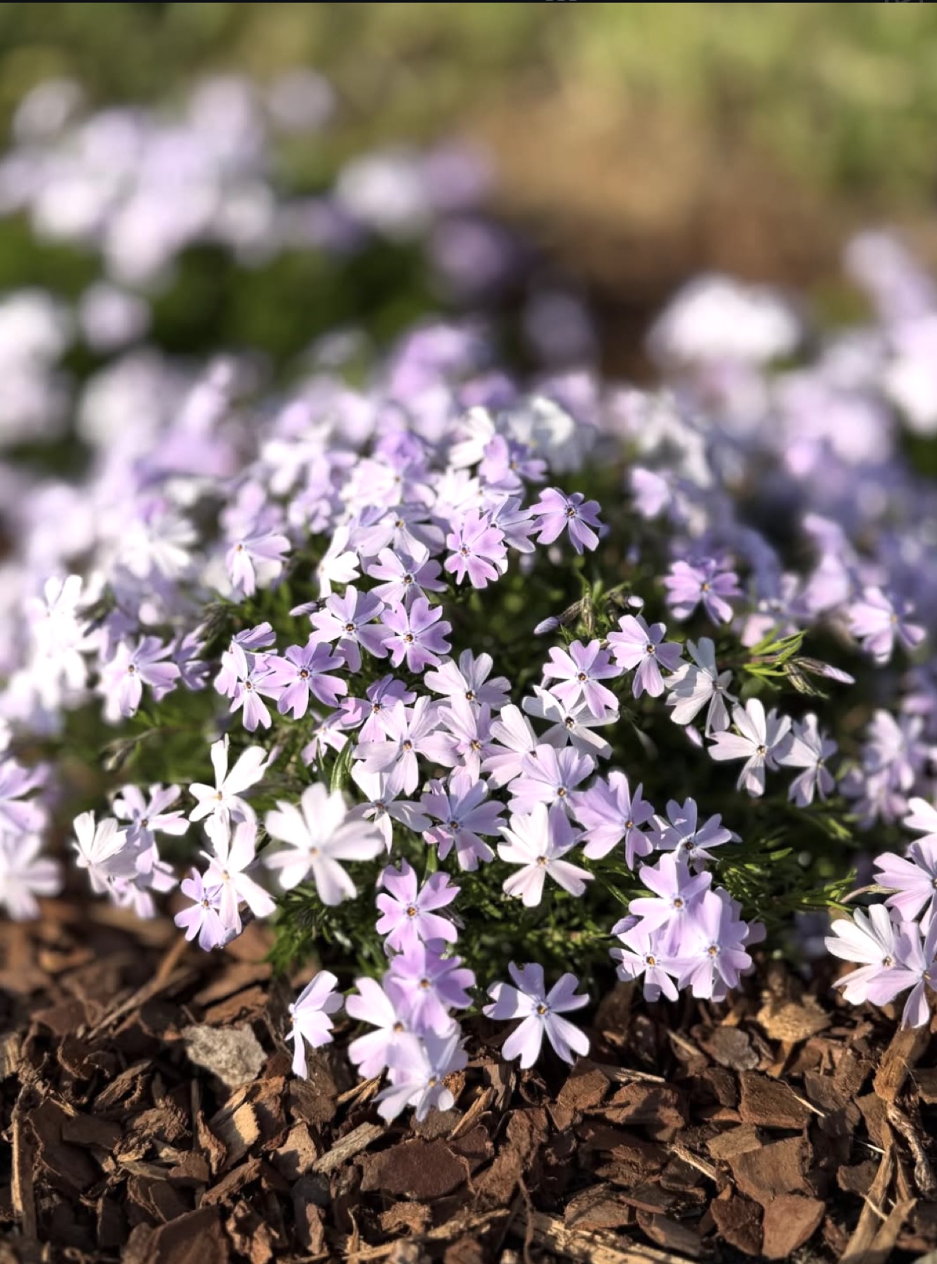 Pulse Landscaping — full service residential landscaping Atlanta, GA